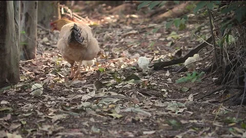 Mother Hen scratching with its chicks Stock Footage 135740002