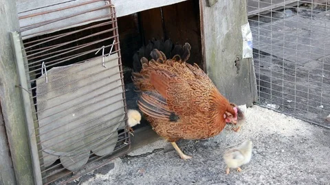 Mother Hen With Small Fluffy Yellow Chickens Digging Paws Stock Footage 128229487