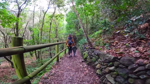 A mother with her son on a path in the Laurisilva forest of Los tilos de Moya Stock Footage 272758328