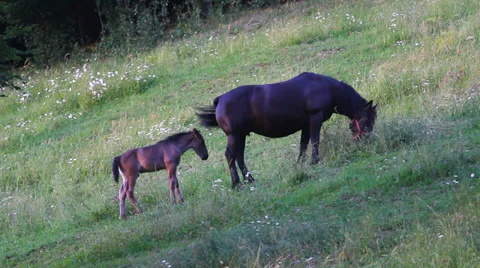 Mother horse and baby colt graze on green hill Stock Footage