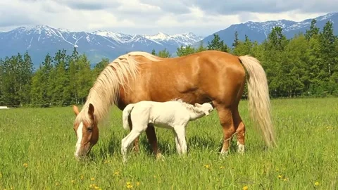 Mother Horse Nursing Baby Horse Stock Footage