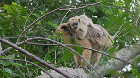 Mother Howler Monkey with Baby on Tree Branch in Dense Forest Stock Footage 336536461