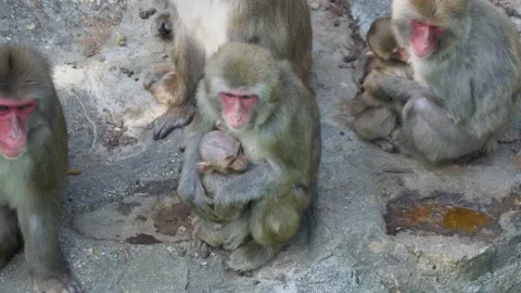 Mother Japanese Macaque And Their Babies At The Children Zoo In Seoul Stock Footage
