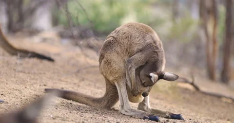 Mother kangaroo checking pouch to see that baby is doing ok. Cute wild animals A Stock-Footage 138786848