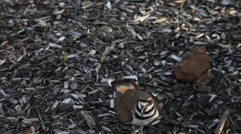 Mother Killdeer agitated. Stockbeeldmateriaal 62502706