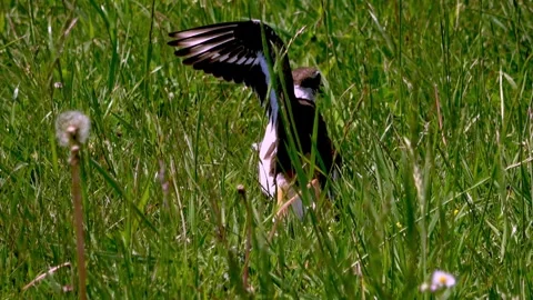 Mother killdeer and her mate are extremely dedicated parents Stockbeeldmateriaal 272565596
