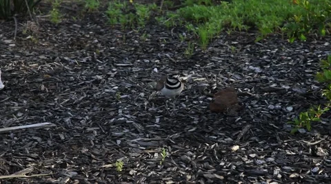 Mother Killdeer protecting eggs. Stockbeeldmateriaal 62502700