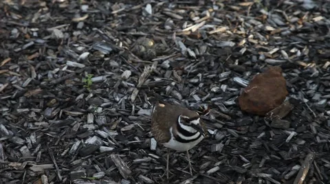 Mother Killdeer protecting eggs. Stockbeeldmateriaal 62502714
