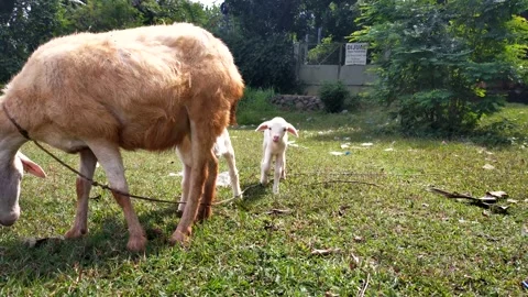 Mother lamb and cub Stock Footage 210371639