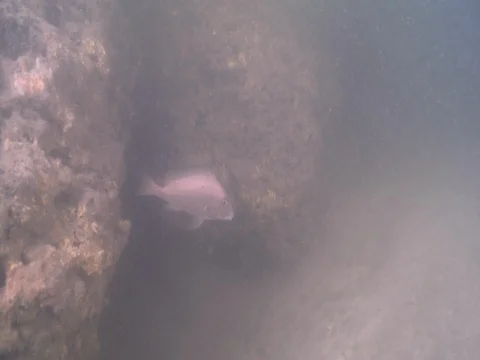 Mother-in-law fish hovering on sandy silty estuary, Diagramma picta, 4K UltraHD, Stock Footage 82614321
