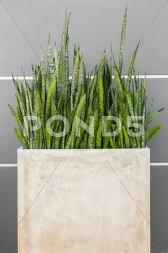 Mother in law tongue plant Stock Photos