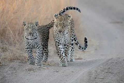 A mother leopard and her cub, Panthera pardus, walk along a sand road Stock Photos