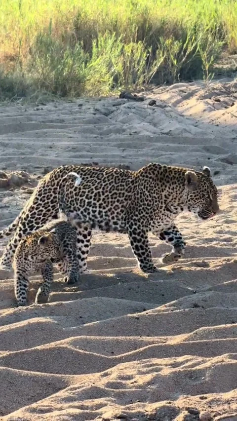 Mother leopard walking with her cute cub on sandy ground in the wild Stock Footage 341732380
