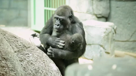 Mother love and tenderness of a gorilla female, one of the great apes Stock Footage