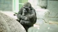 Mother Love And Tenderness Of A Gorilla Female, One Of The Great Apes Stock Footage