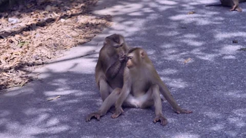 Mother Macaque monkey cuddling her baby at the Bokor National Park Stock Footage 245448107