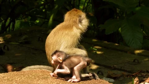 Mother macaque monkey with her newborn baby in jungle Vídeo Stock 338153976
