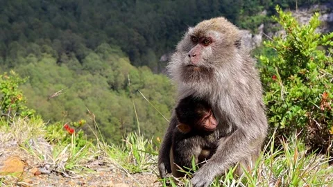 Mother Macaque Monkey Holding Her Baby on a Grassy Cliff Edge Stock Footage 344089486