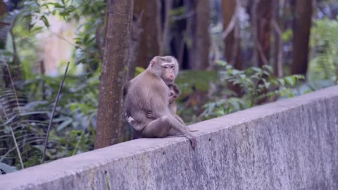 Mother Macaque monkey hugging her baby at the Bokor National Park Stock Footage 245439509