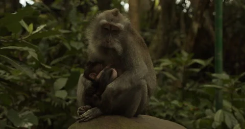 Mother macaque monkey with two nursing baby sitting on a rock. Female monkey Stock Footage 147418385