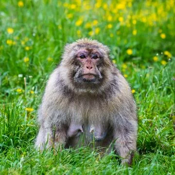 Mother macaque Stock Photos