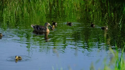 Mother Mallard Duck Swimming with Tiny Ducklings in Green Wetland Pond Stock Footage 342860434