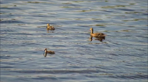 Mother Mallard with Young Stock Footage 51801577