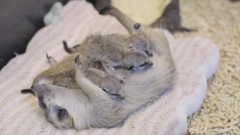 Mother meerkat lying on her back while cuddling with her two small baby pup.. Video stock 333464397
