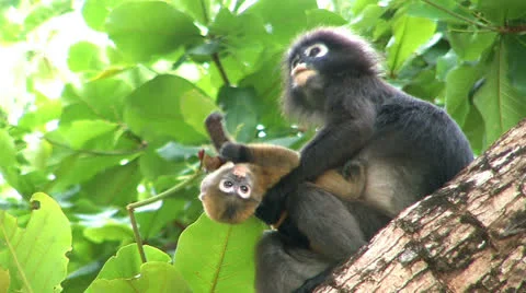 Mother monkey and baby monkey . Stock Footage 24000512