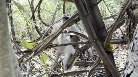 Mother Monkey and it's baby Stock Footage 334572192