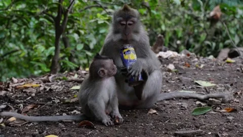 Mother monkey with baby drinking from discarded can 스톡 동영상 330546688