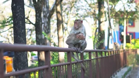Mother monkey cleaning baby monkey fur on fence Stock Footage 246992497