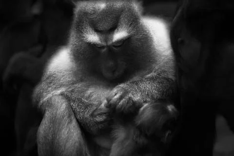 Mother Monkey cleaning Stock Photos