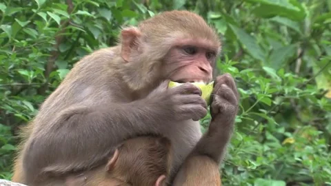 Mother monkey eats fruit while nursing baby in lush green forest environment Stock Footage 222033816