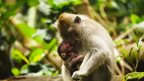 Mother monkey feeds baby at Monkey Forest Ubud Stock Footage 130346319