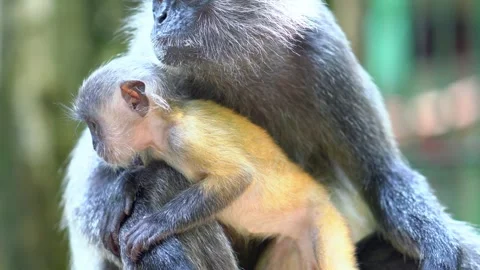 Mother monkey gently embraces and protects her baby Stockbeeldmateriaal 347756437