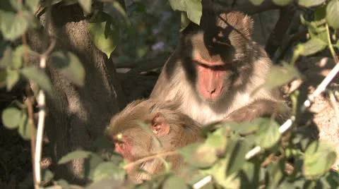 Mother monkey is grooming offspring in tree 스톡 동영상 12231280