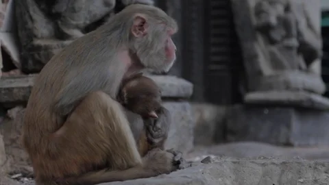 Mother Monkey Hiding Her Son Stock Footage 73273600