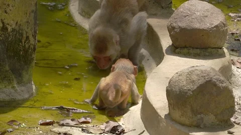 Mother Monkey with Infant Drinking Water at Stream in Zoo Enclosure Stock Footage 346407472