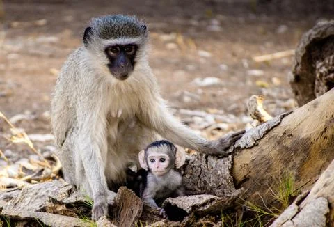 Mother monkey looking over her baby Stock Photos
