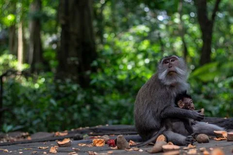 A Mother Monkey lovingly interacts with her Baby in a lush green forest Stock Photos