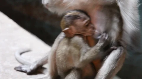 Mother monkey nursing baby monkey Close up Video stock 104417754