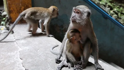 Mother monkey nursing baby monkey Stock Footage 104417765