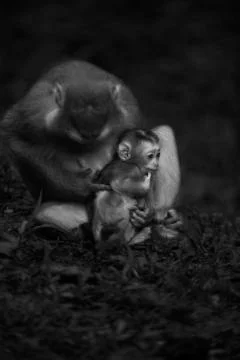 A mother monkey poke Stock Photos