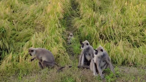Mother Monkey Running to Protect Her Baby in Paddy Field Stock Footage 316268778