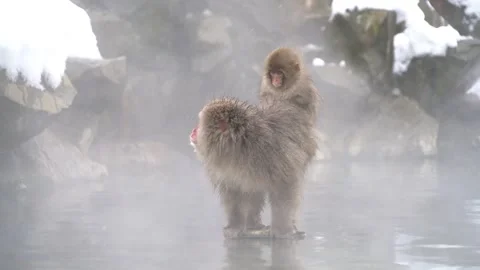 Mother Monkey Standing in a Hot Spring with Her Child on Her Back: Jigokudani Stock Footage 332762658