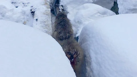 Mother Monkey walking between the trick snow to her family on the mountain Video stock 106577732