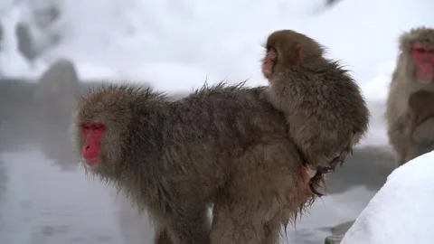 A Mother Monkey Walking Through a Hot Spring with Her Child on Her Back: Stock Footage 332762875