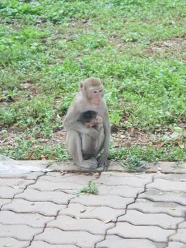 Mother monkey.embracing a small child Stock Photos