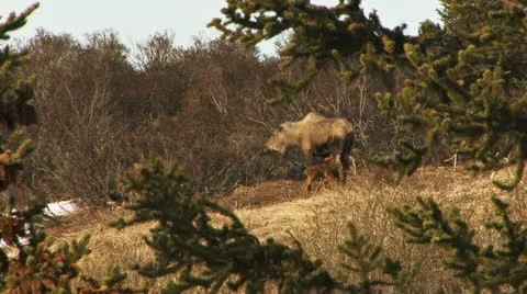 Mother Moose Nursing Young in Springtime 2 Stock Footage